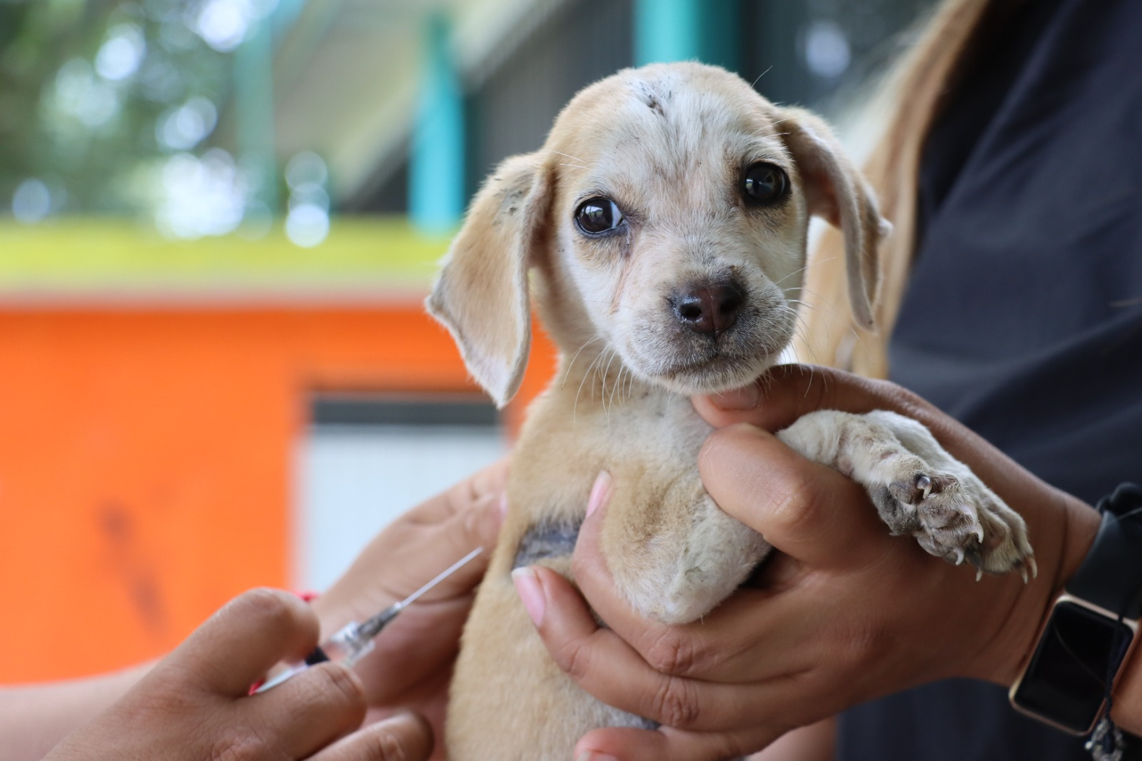 MÁS DE 2 MIL MASCOTAS ATENDIDAS EN JORNADA DE DESPARASITACIÓN EN IXTACZOQUITLÁN