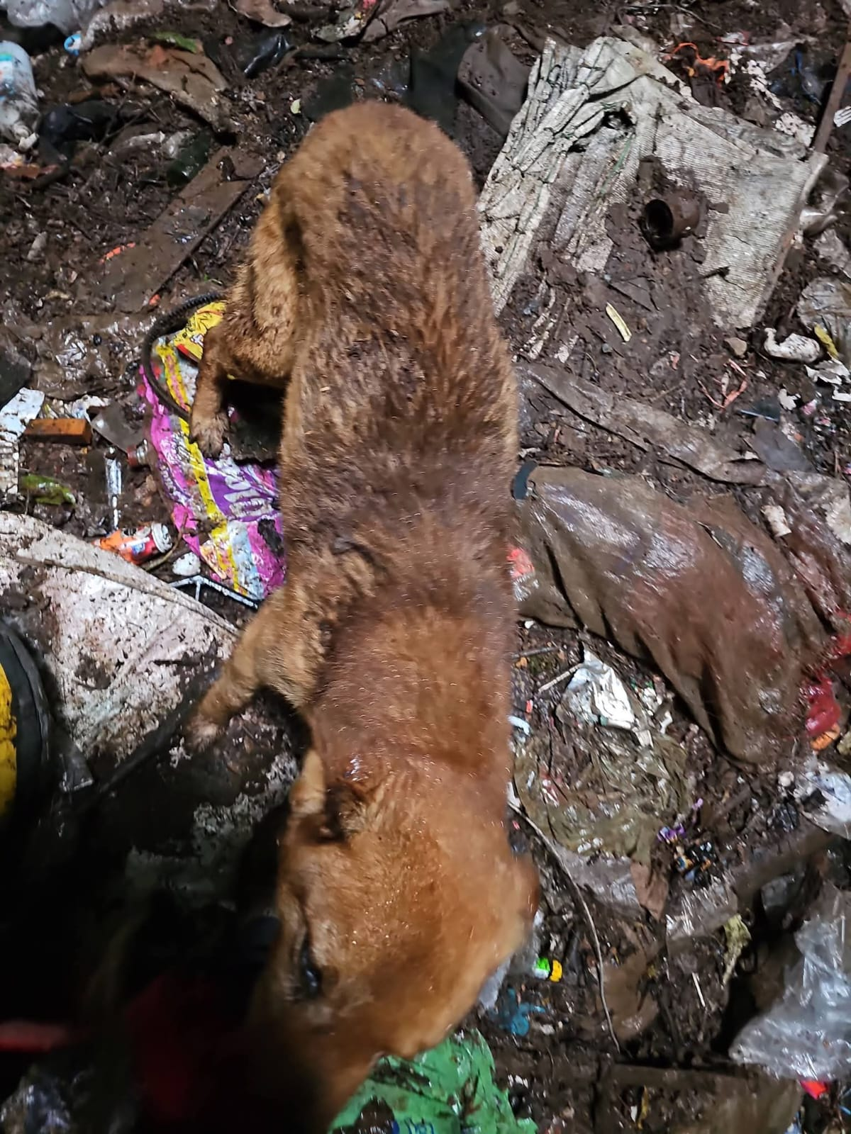 EN ZONGOLICA SE DESHACEN DE SUS PERROS TIRÁNDOLOS A LOS BARRANCOS, RESCATISTAS PONEN EN PELIGRO SUS VIDAS PARA SALVARLOS.
