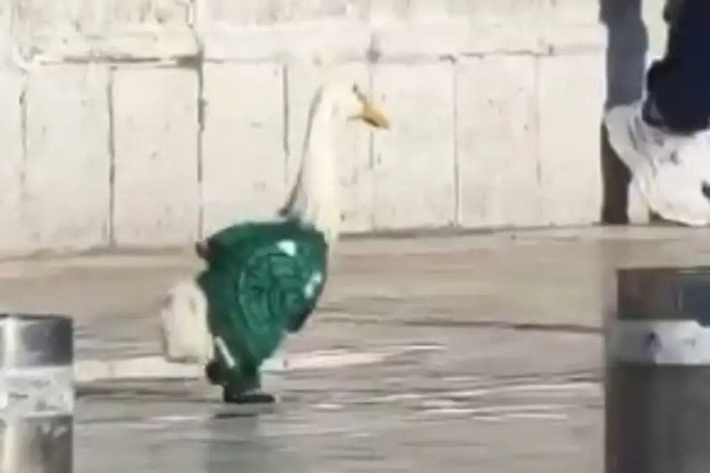 Un pato que va cantando alegramente cua cua; él es Merlín, la mascota viral del Mundial
